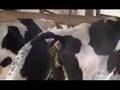 Inseminacion artificial