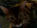 My Bengal cat, Bengali just a short clip.
