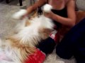 Doggy dancing to Fergilicious (with help)