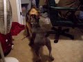 my boys playing