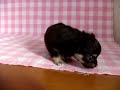 ti092-10 チワワ　神戸ペットショップmilk　ミルク