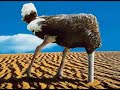 The Ostrich Kiteboarding trick