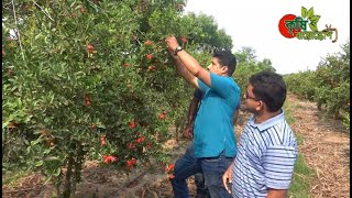 এসসিটি ভাগোয়া- বাংলাদেশের প্রথম ও একমাত্র-বাণিজ্যিক আনার/বেদানা(Pomegranate) বাগান- (২য় পর্ব)