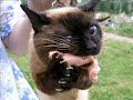 Funny Cats