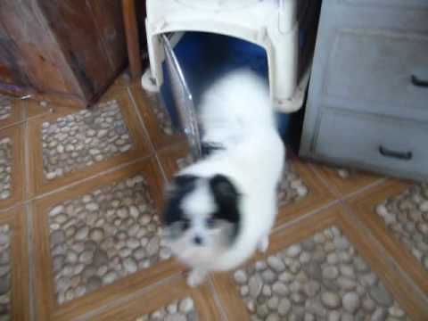 Pratsals Puchini Video