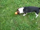 Cos, really, a well trained dog is boring
