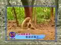 monkey with a death wish playing with tigers