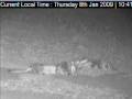 videos de Manyeleti Lions 2009Jan08