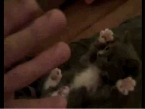 Funny kitten/Rolig kattunge