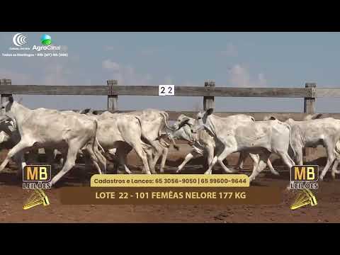 515� LEIL�O VIRTUAL MB LEIL�ES