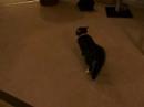 Cat Collar olympics Cat Collar olympics