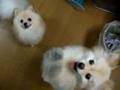 お願いするポメラニアン Pomeranian