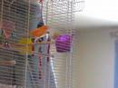 Canary prepares for lift off