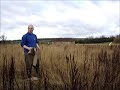 Coney Meadow Reed Bed