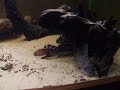 catfish catfish