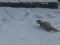 Astuce le furet dans la neige