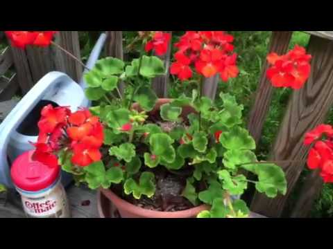 how to fertilize geraniums