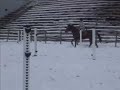Jolie galop