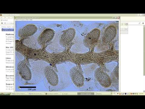 how to use imagej to measure length