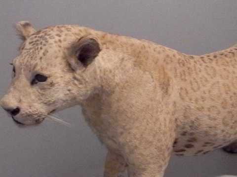 leopon