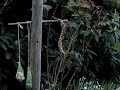 Mr. Sparrow is not welcome on the millet Mr. Sparrow is not welcome on the millet