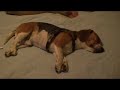 who says dogs don\