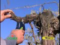 forbice potatura elettronica
