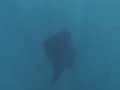 Manta Ray Manta Ray