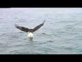 Eagle catching fish