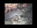 Night dive - Maldives