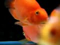 Parrot Fish Breeding Update 13thNov2007