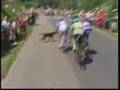 Sandy Casar runs over dog on his bike