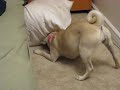 Goldie Playing WIth Her Kong 2