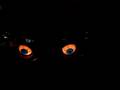 Creepy Glasses