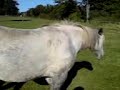 Disco Horsies