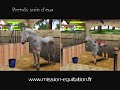 d�couvre mission equitation online, le plus grand club hippique sur internet !