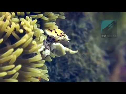 Underwater video of the dive site "Coral Garden" in Pandan Island, Mindoro, Philippines. Edited with