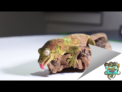 YouTube reptile video
