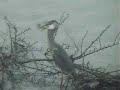Heron catches then eats crappie