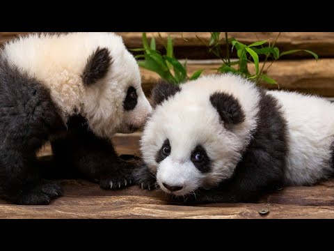 Berlin: Panda-Zwillinge im Zoo auf Erkundungstour