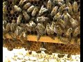 Beekeeping - Queen bee on frame