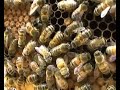 check out http://www.urbanbees.co.uk
queen bee walking around frame and a bee hatching from her cell.