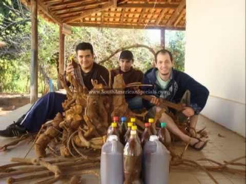 how to grow ayahuasca