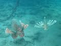 Lion Fish Family playing with Small Fishes (Sharm El Sheikh, Coral Bay, Nov 2008) Lion Fish Family playing with Small Fishes (Sharm El Sheikh, Coral Bay, Nov 2008)