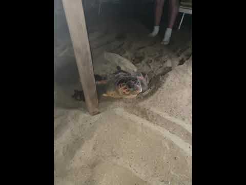 Tartaruga marina all'Elba