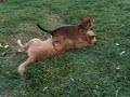 otro de los coyotes