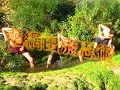 american ninjutsu.wmv