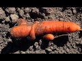 Carrot Hugs - Zefrank