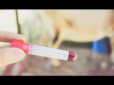 video-linktoworks-How to Draw Blood from a GOAT