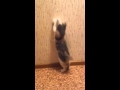Kittens Vs Wallpaper